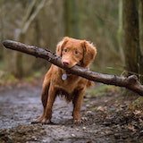 Dog carrying a branch